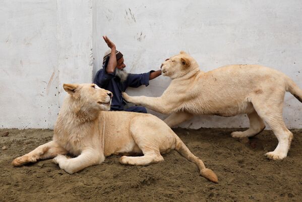 ライオンと戯れる飼育員　パキスタン - Sputnik 日本