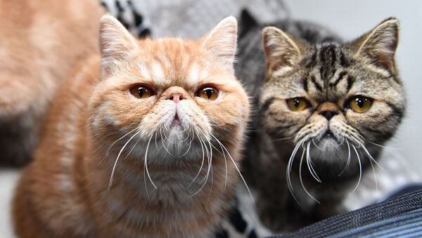 Кошки породы экзотическая короткошерстная на выставке котят Любимчик в Москве - Sputnik 日本