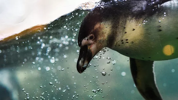 モスクワ動物園のペンギン - Sputnik 日本