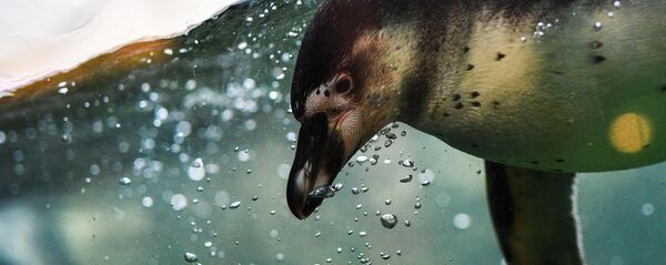 ペンギン - Sputnik 日本