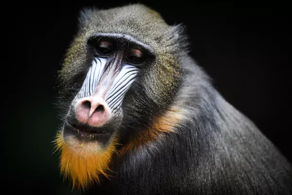 モスクワ動物園のマンドリル モスクワ動物園のマンドリル - Sputnik 日本
