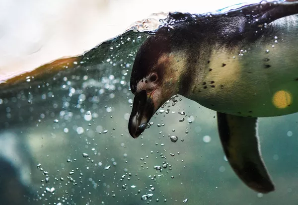 フンボルトペンギン フンボルトペンギン - Sputnik 日本