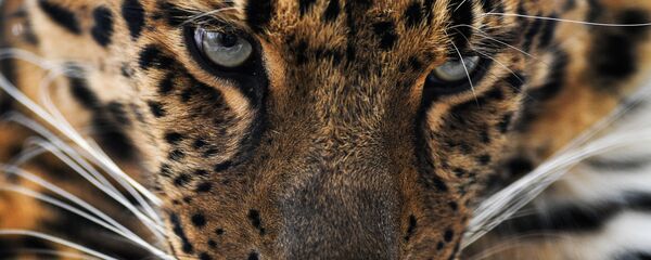 インド　35日間で12人を死に追いやった人食いヒョウ　現在も逃走中 - Sputnik 日本