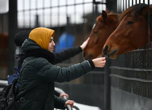 モスクワ動物園でウマに餌を与える客 モスクワ動物園でウマに餌を与える客 - Sputnik 日本