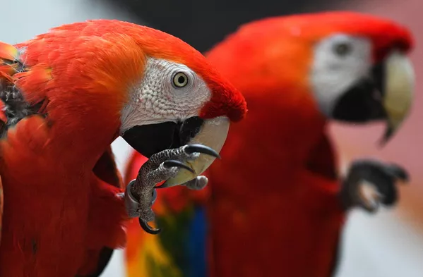 コンゴウインコ コンゴウインコ - Sputnik 日本