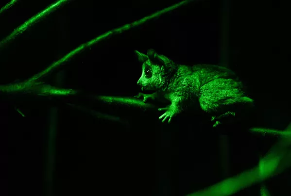 ショウガラゴ ショウガラゴ - Sputnik 日本