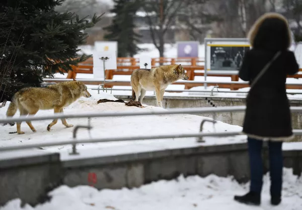 モスクワ動物園のオオカミを飼育している檻 モスクワ動物園のオオカミを飼育している檻 - Sputnik 日本