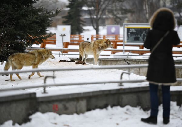 モスクワ動物園のオオカミを飼育している檻 - Sputnik 日本