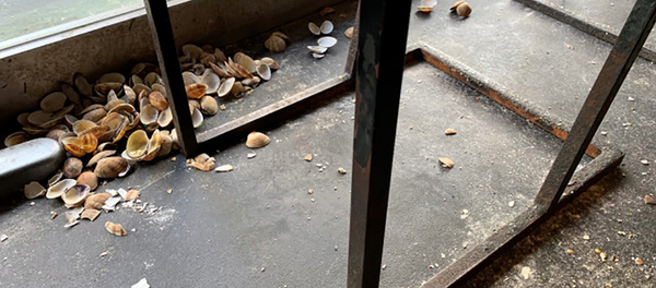 「天ぷら大吉」 - Sputnik 日本