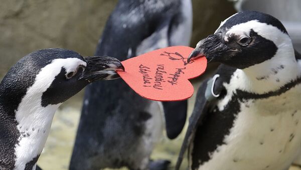 米サンフランシスコで、バレンタインデー用のポストカードを巡って争うケープペンギン - Sputnik 日本