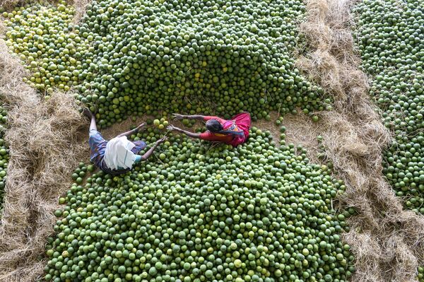 インドの市場で果物を仕分ける労働者たち - Sputnik 日本