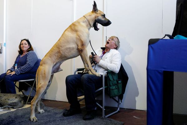 米ニューヨークで開かれた犬の展示会で、飼い主のひざに前足を乗せてあくびをするグレート・デーン - Sputnik 日本