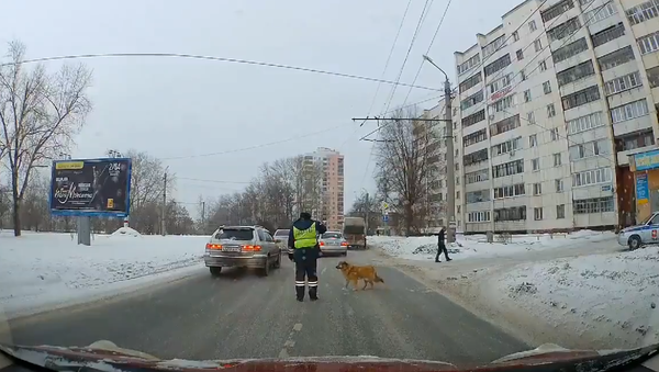 パトロール職員、犬の道路横断を手伝うため交通規制 - Sputnik 日本