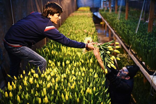 シアのノボシビルスクで、チューリップを収穫する従業員たち - Sputnik 日本