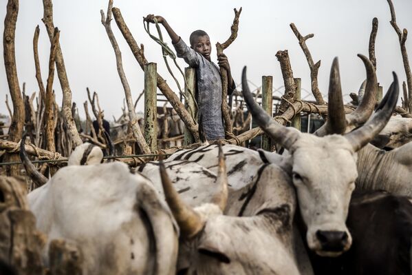 ナイジェリアの市場で、家畜の群れを追う少年 - Sputnik 日本