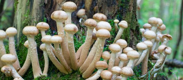 キノコ - Sputnik 日本