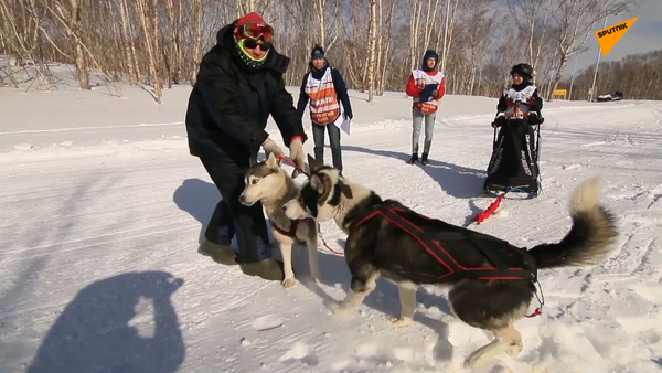 「雪犬」カムチャツカ半島で子ども犬ぞりレースが開催 - Sputnik 日本