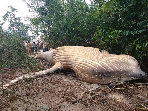 アマゾン熱帯雨林で見つかったザトウクジラの死骸 - Sputnik 日本