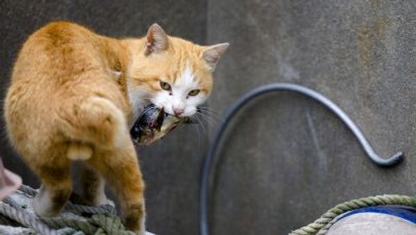 豪州政府、野良猫200万匹の駆除に乗り出す - Sputnik 日本