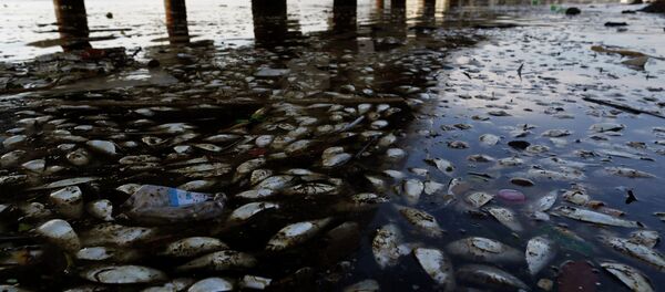 米国務省:2050年プラスチックが魚を海から追い出す 米国務省:2050年プラスチックが魚を海から追い出す - Sputnik 日本