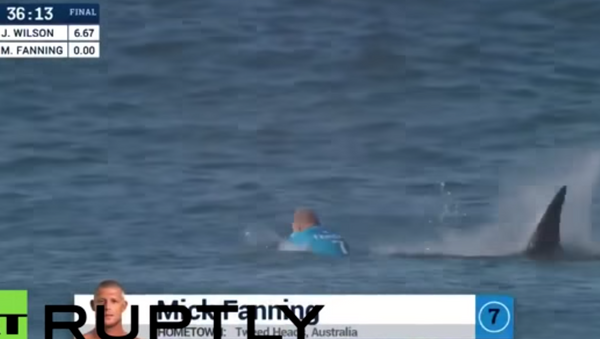 サーフィンの大会でサメがサーファーを襲撃 - Sputnik 日本