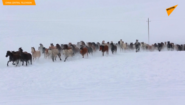駆ける馬の大群を見ようと数百人の観光客が中国北西部へ - Sputnik 日本