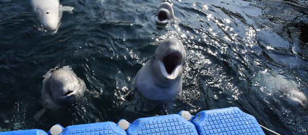 「イルカ監獄」 ウラジオストクの住民、3月16日にシャチなどを保護するためのピケを計画 「イルカ監獄」 ウラジオストクの住民、3月16日にシャチなどを保護するためのピケを計画 - Sputnik 日本