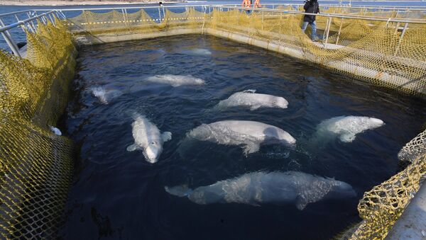 ウラジオストクの「イルカ監獄」　 - Sputnik 日本