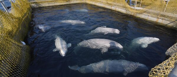 ウラジオストクの「イルカ監獄」 ウラジオストクの「イルカ監獄」 - Sputnik 日本
