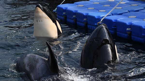 「イルカ監獄」の動物はベルーガ２頭を除き健康＝露環境省 - Sputnik 日本