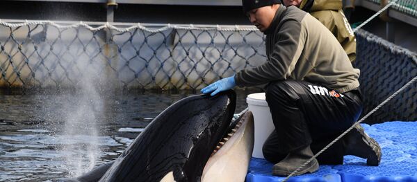 ウラジオストクの「イルカ監獄」 - Sputnik 日本