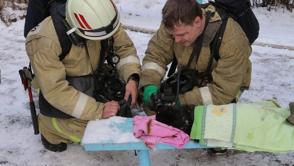 ロシア　火災から救助の意識不明ネコ、酸素吸入でお目めパチッ - Sputnik 日本