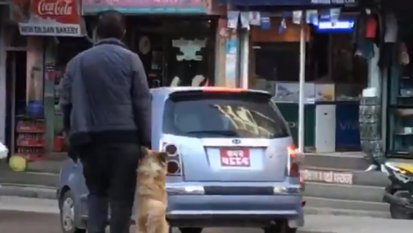 犬が車の往来が激しい道路を「人間のペット」を連れて渡る　ネパール - Sputnik 日本