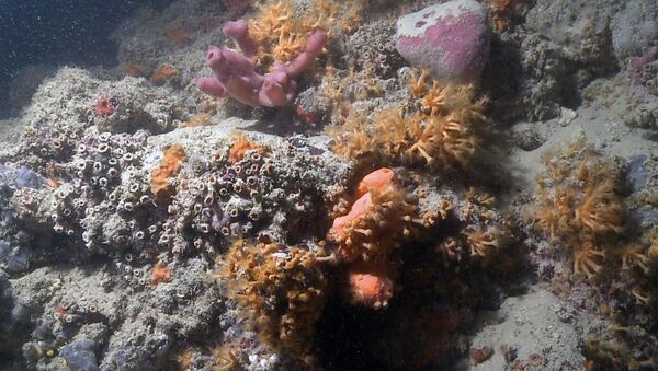 Первый коралловый риф, найденный на побережье Адриатического моря в Италии - Sputnik 日本