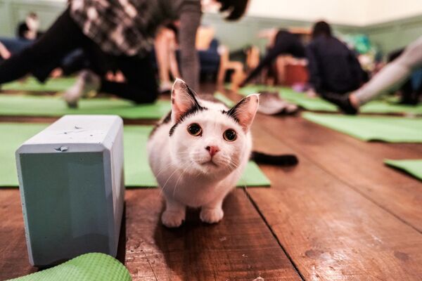 猫ヨガ。米ニューヨークの猫カフェ - Sputnik 日本