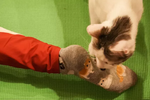 猫ヨガ。米ニューヨークの猫カフェ - Sputnik 日本