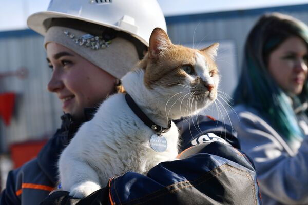 クリミア橋で有名な猫「モスチック（橋の意味）」、建設者の腕に抱かれて - Sputnik 日本