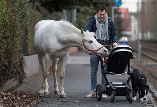 バギーの赤ちゃんを見つめる馬、ドイツ - Sputnik 日本