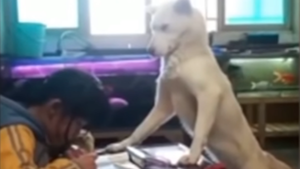 厳しいお目付け役　人間の子どもの宿題を見る犬 - Sputnik 日本
