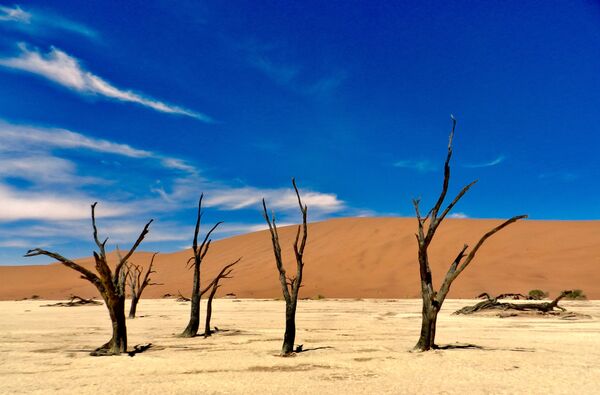 ナミビアの砂漠の枯れた木々 - Sputnik 日本