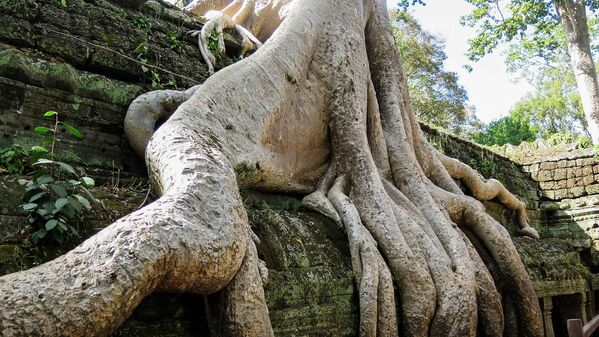 カンボジアのタ・プローム遺跡の樹木の根 - Sputnik 日本