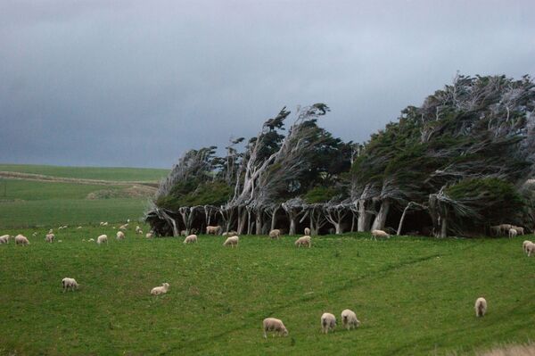 ニュージーランドのスロープ・ポイントにある曲がった木々 - Sputnik 日本
