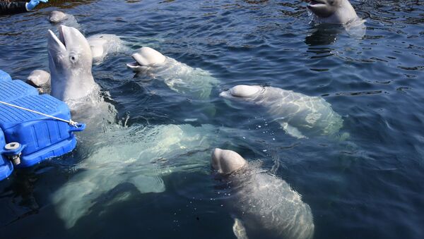 沿海地方の「イルカ監獄」の動物たちの健康状態を学者らが語る - Sputnik 日本