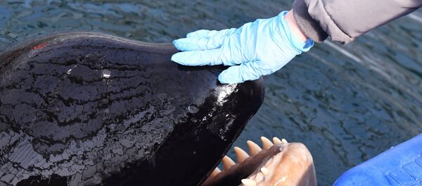 露沿海地方「イルカ監獄」に「子どもの遠足」 露沿海地方「イルカ監獄」に「子どもの遠足」 - Sputnik 日本