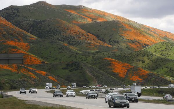 米カリフォルニア州のエルシノア湖付近にある丘陵で、一面に咲き誇る野草の花 - Sputnik 日本
