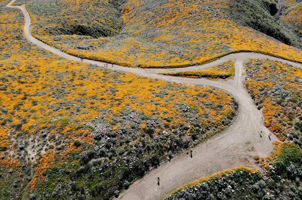 米カリフォルニア州のエルシノア湖付近にある丘陵で、一面に咲き誇る野草の花 - Sputnik 日本