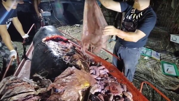 フィリピンで死んだクジラの胃の中に４０キロのビニール袋が発見 - Sputnik 日本