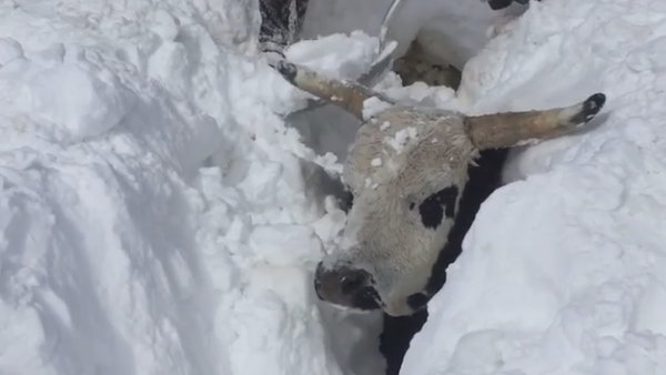 米中西部で大雪　大きな雄牛が頭の下まで雪に埋没 - Sputnik 日本