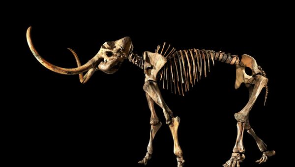 Скелет древнейшего сибирского мамонта, который будет выставлен на торги аукциона Sotheby's - Sputnik 日本