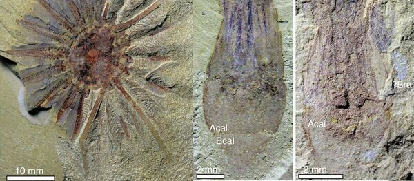 「Daihua sanqiong」 「Daihua sanqiong」 - Sputnik 日本